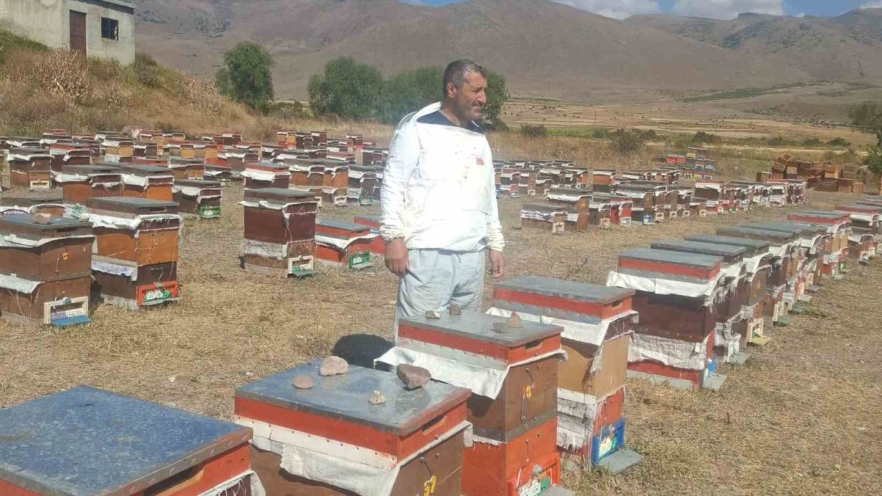 Arıcılar ayı nöbeti tutuyor