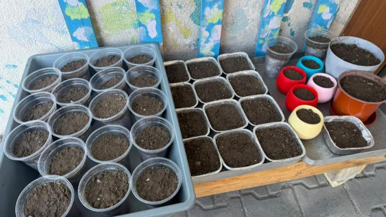 Iğdır’da Nevruz’un simgesi semeniler hazırlanmaya başlandı