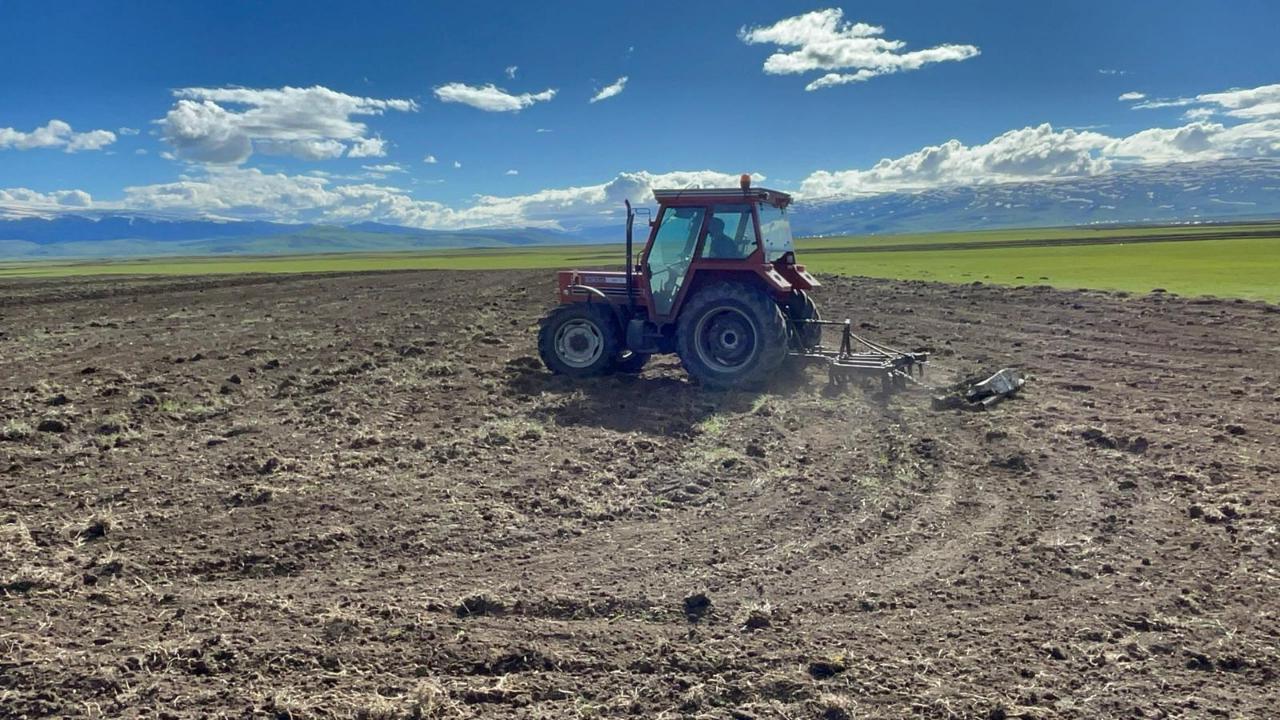 Ardahan'da arlalar yeniden canlandı