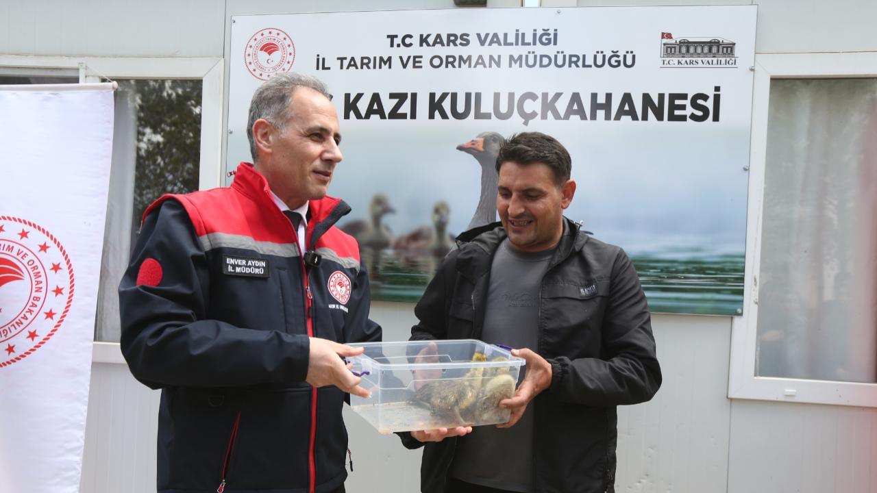 Kars’ta kaz yavruları üreticilere dağıtılıyor