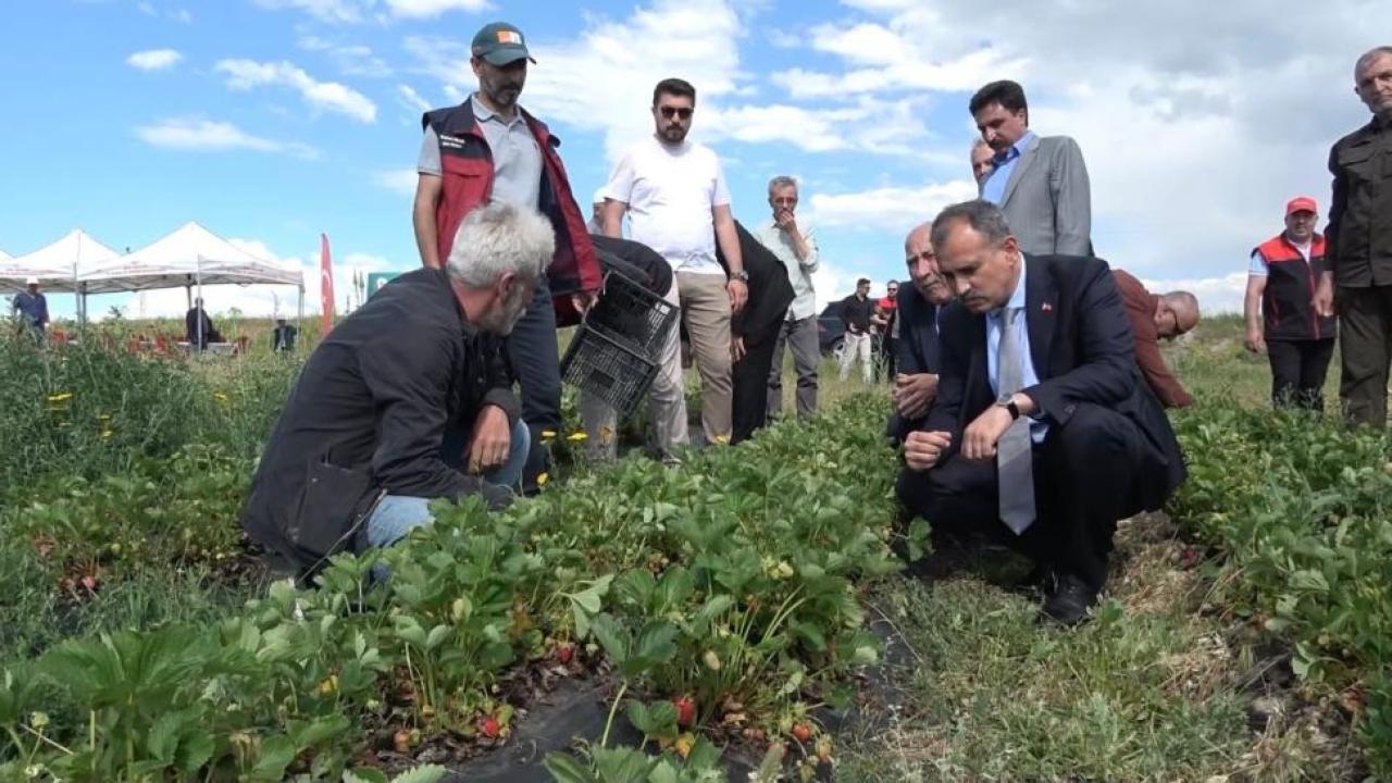 Ağrı’da 300 bin çilek fidesi üreticilerle buluştu