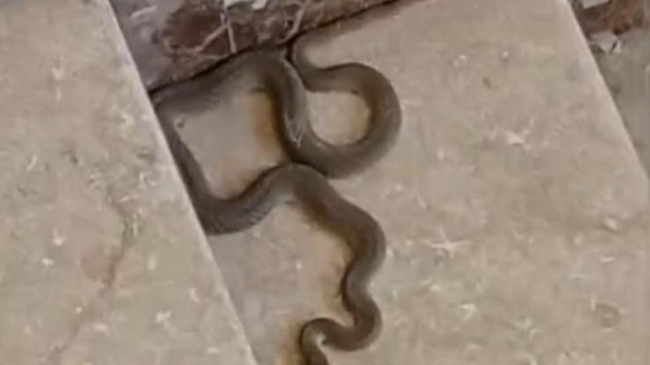 Apartmana giren yılan bina sakinlerini korkuttu