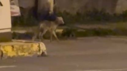 Ardahan’da gece şehre inen tilki kamerada