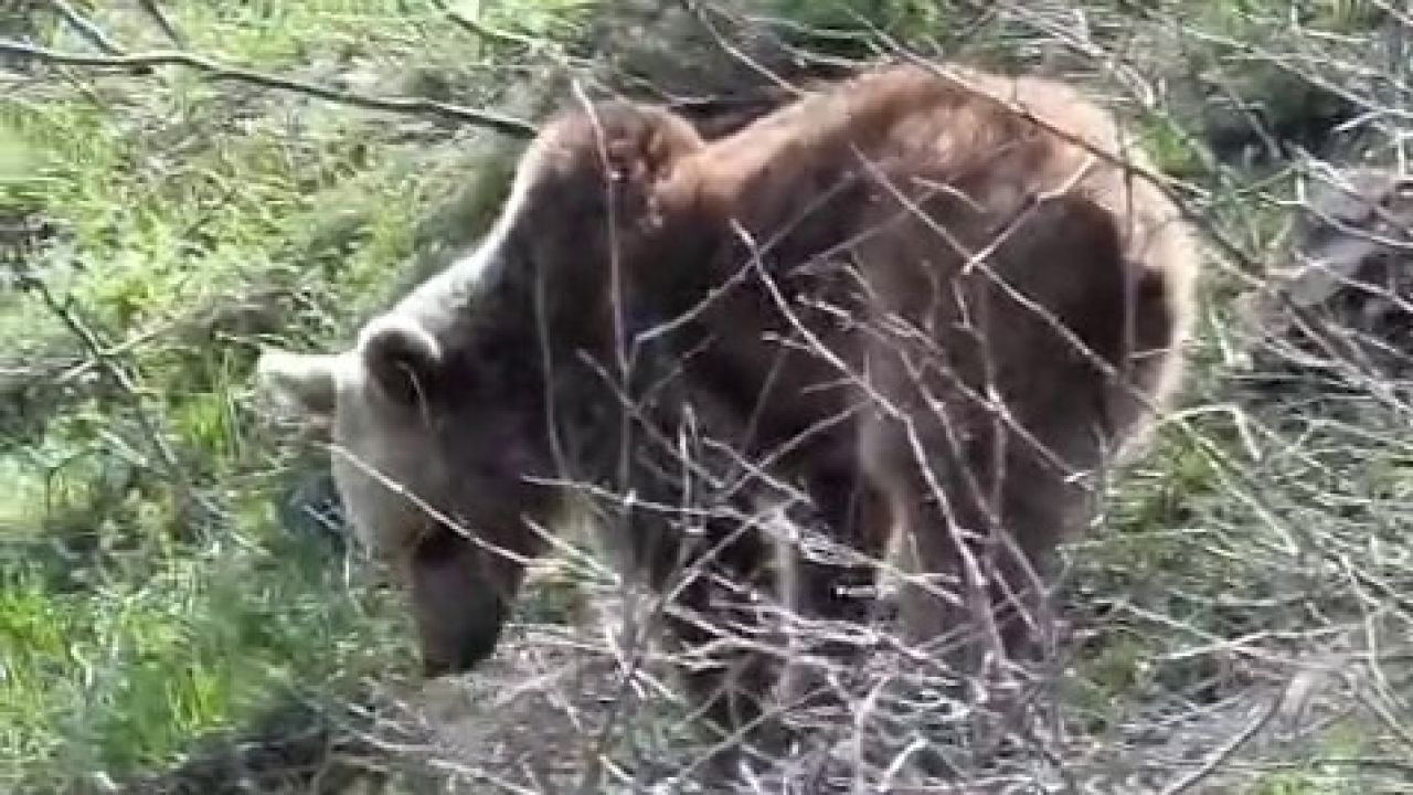 Ayıların dünyasına misafir olan dağcı: "Onları tanımadan nefret yaymayalım"