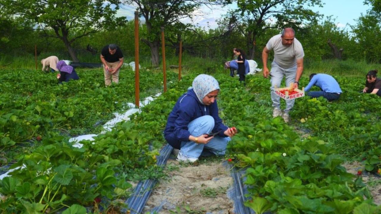 Çilek tarlasında yediğin senin topladığın benim dönemi