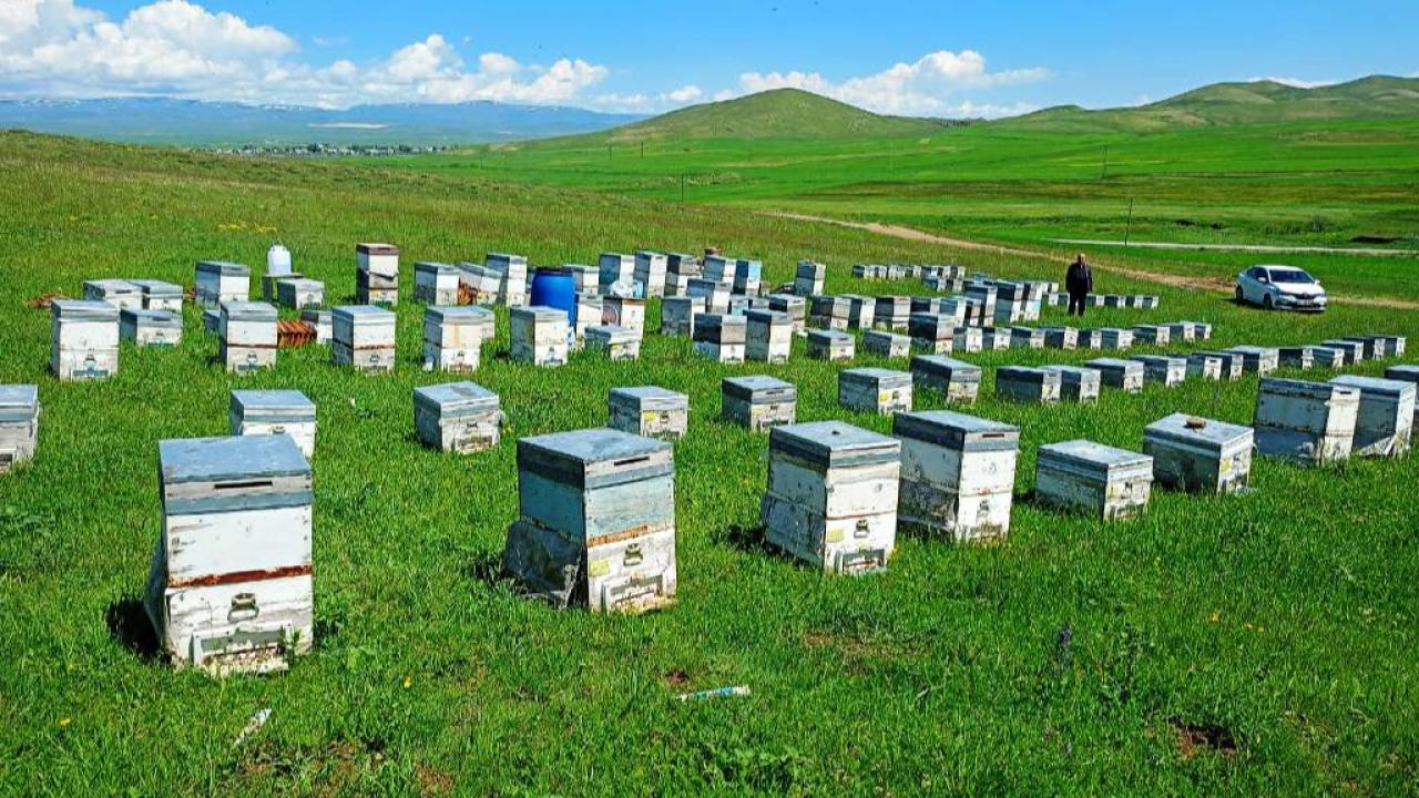 Karslı arıcılar, soğuk rüzgardan dertli