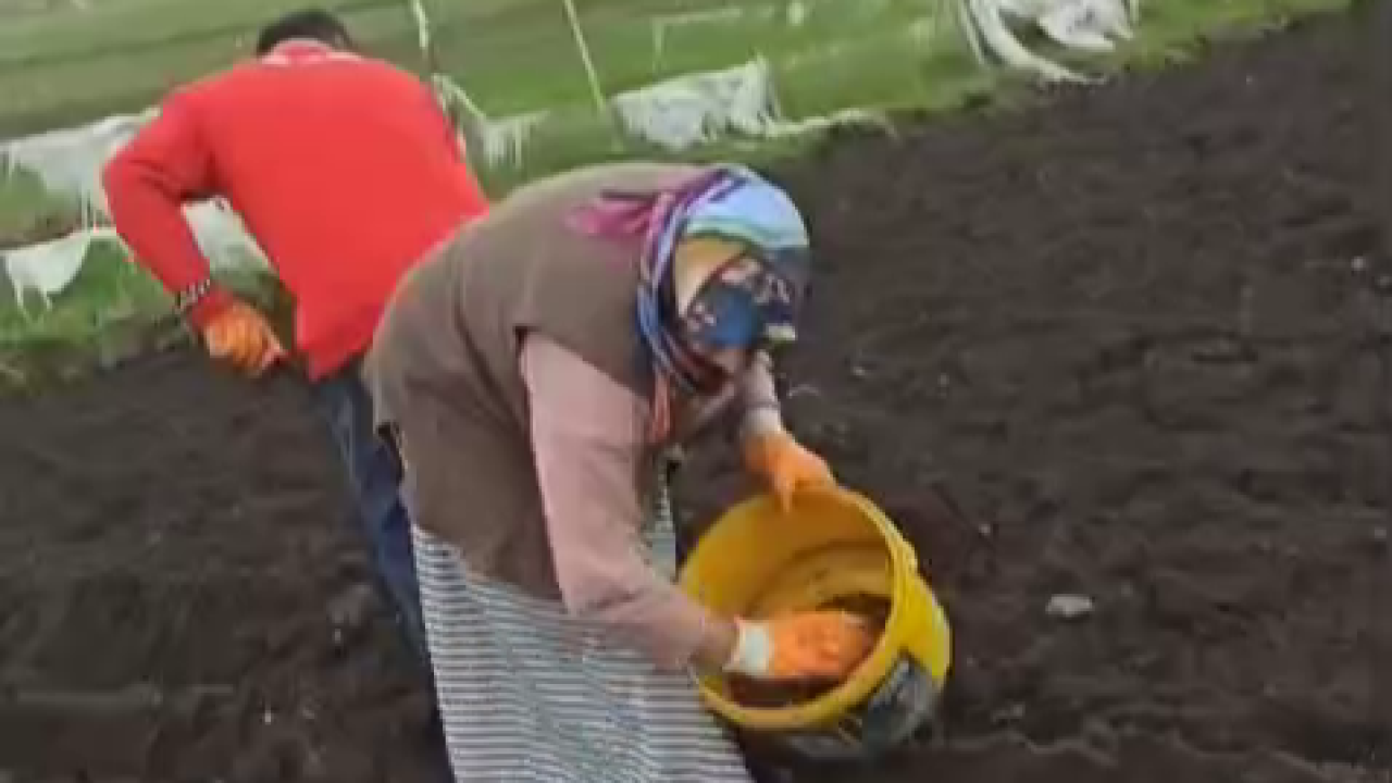 Karsta patates tohumları toprakla buluştu