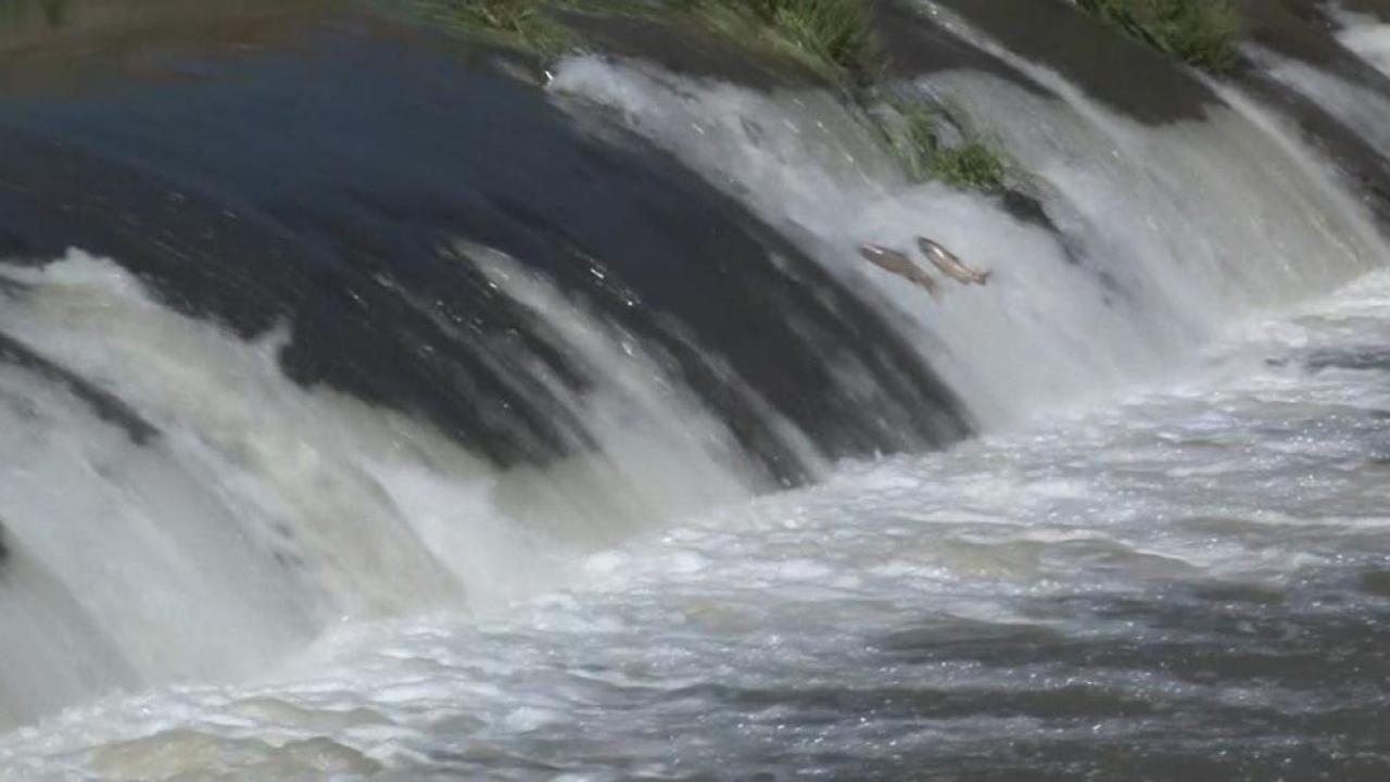 Kars’ta tatlı su kefallerinin ölümüne göçü başladı