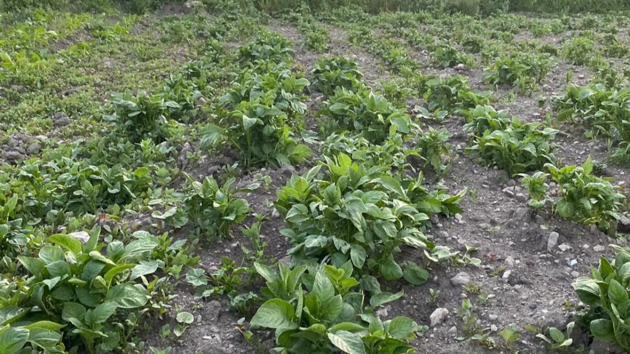 Kars'ta yağmurlar patates tarlalarını yeşertti