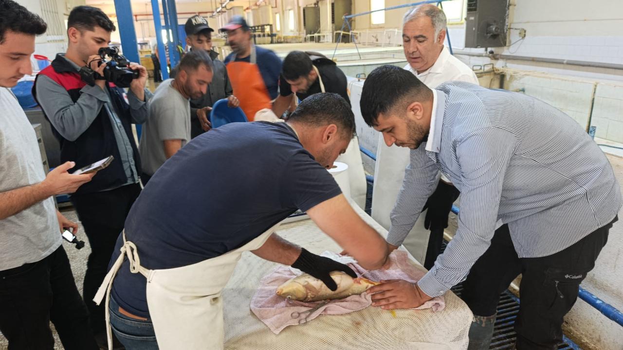 Keban'da 15 milyon sazan yavrusu üretimi hedefleniyor