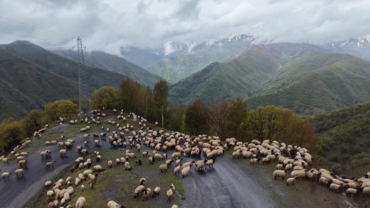 Muşlu besicilerin yayla yolculuğu başladı