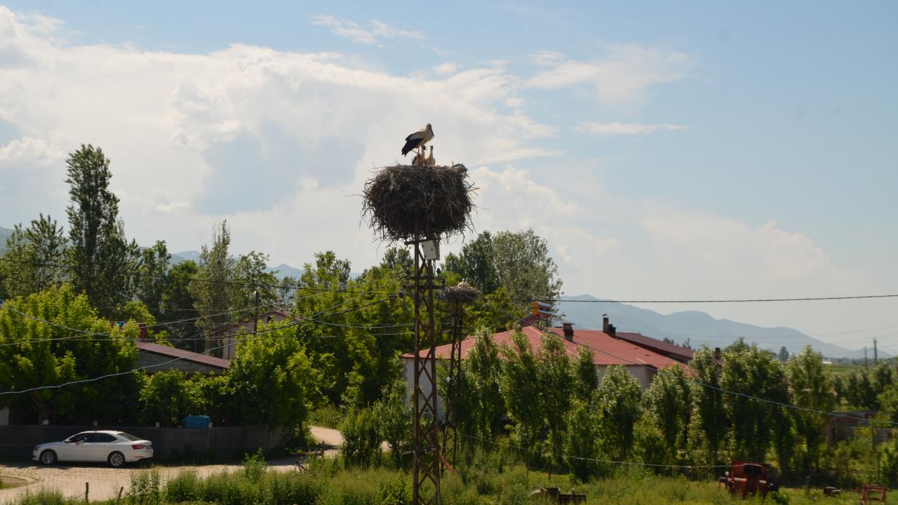 Muş’ta leylek hareketliliği