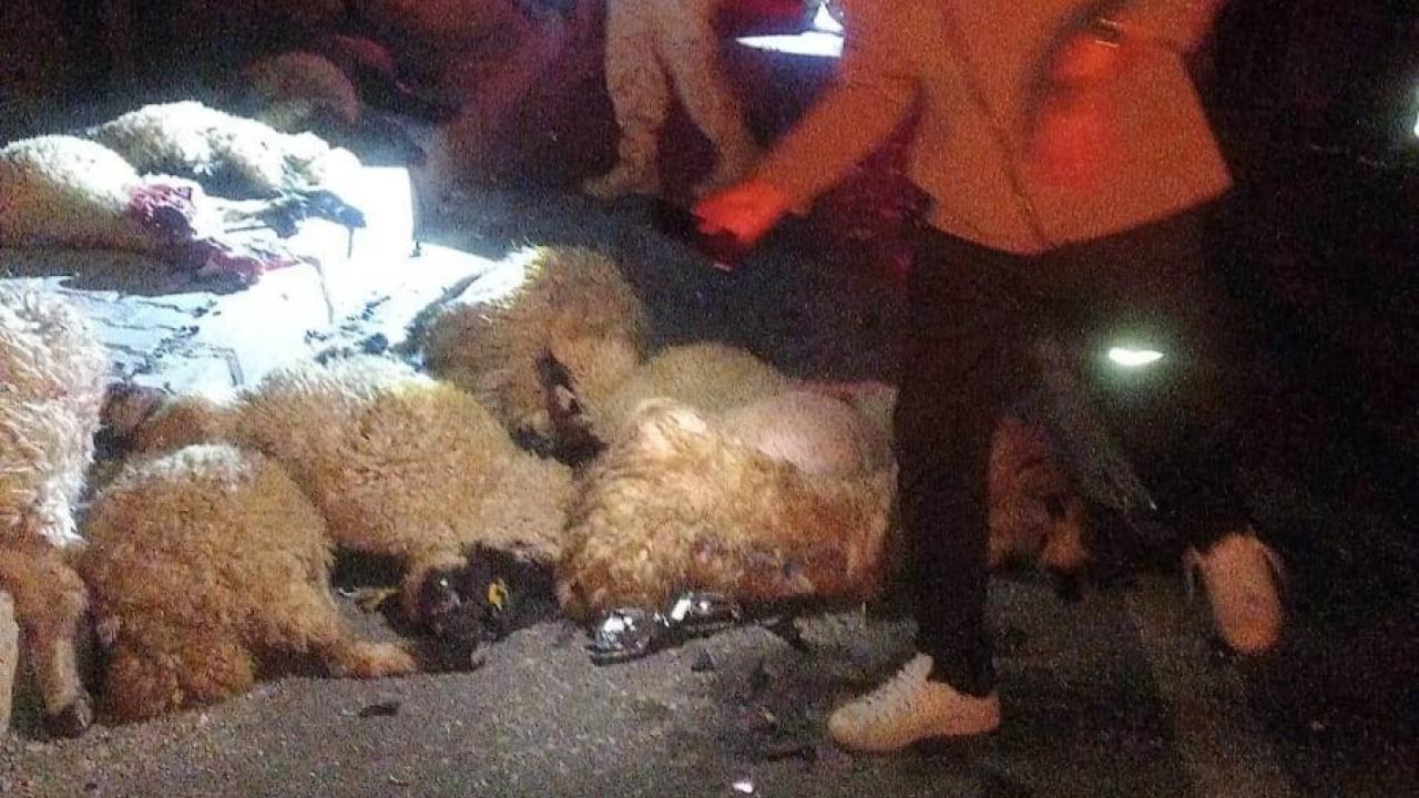Otomobil koyun sürüsüne çarptı: 17 koyun telef oldu