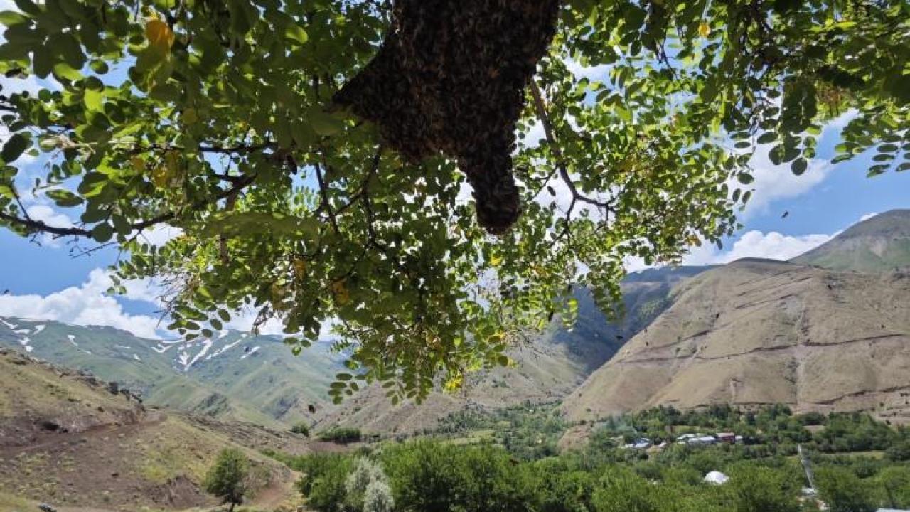 Palu'da binlerce arı ağaçta oğul verdi
