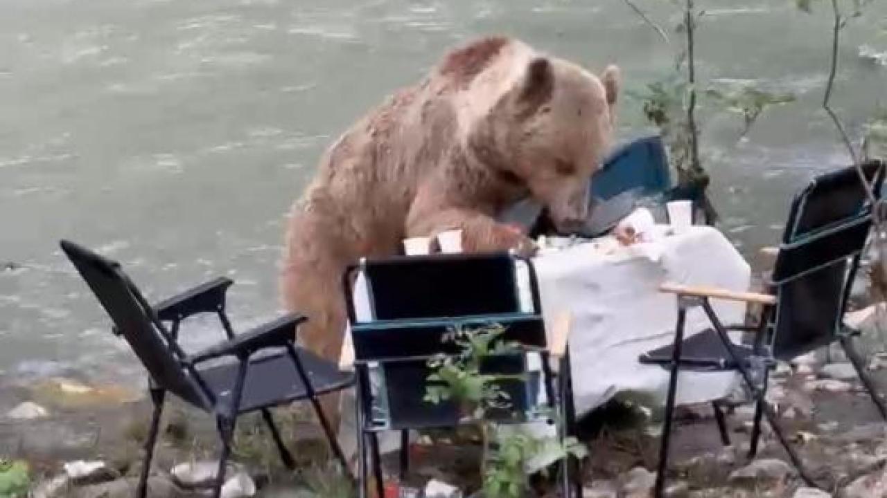 Piknik masasına gelen ayı kamerada