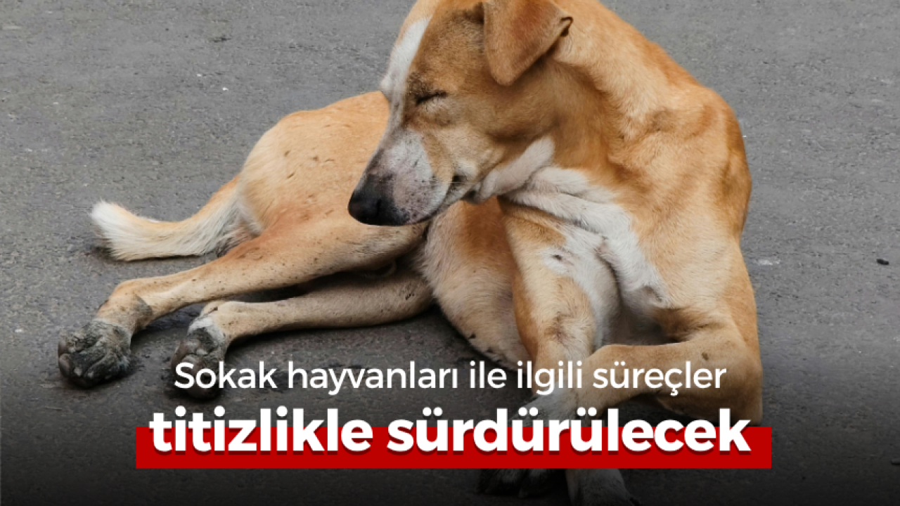 Sokak hayvanları ile ilgili süreçler titizlikle sürdürülecek