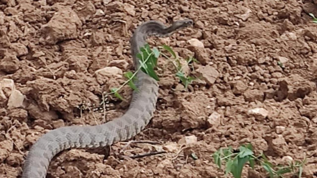 Traktör Lastiğine Saldıran Yılan Kamerada