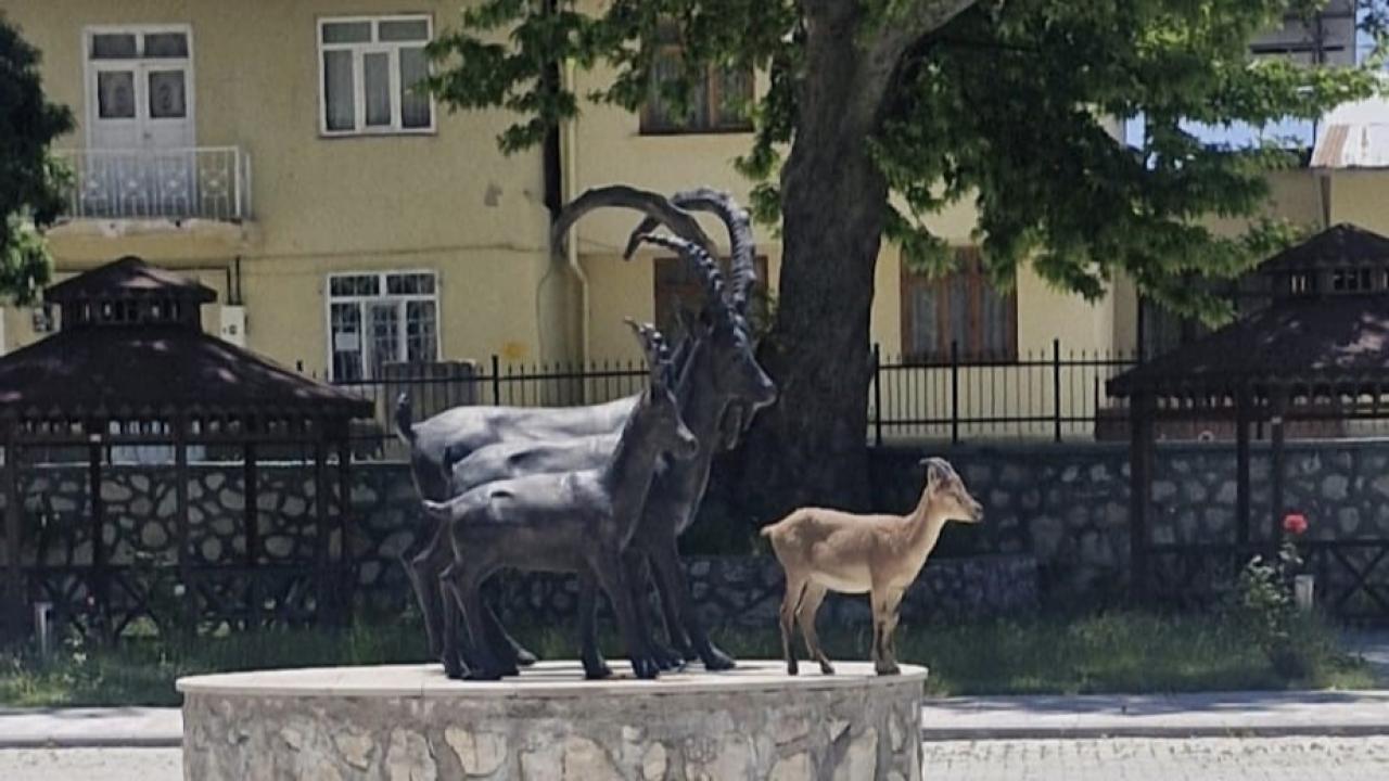 Yaban keçisi heykellerle yan yana