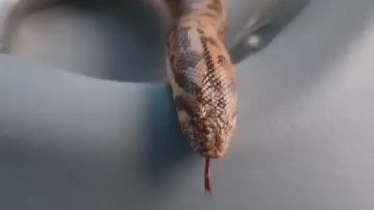 Yakaladığı yılanı traktörle gezdirdi