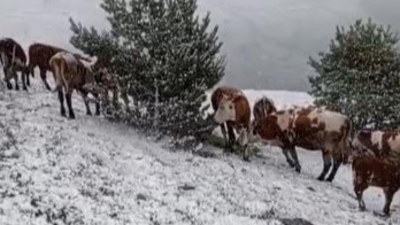 Yaylada aniden bastıran kar, çobanlara zor anlar yaşattı