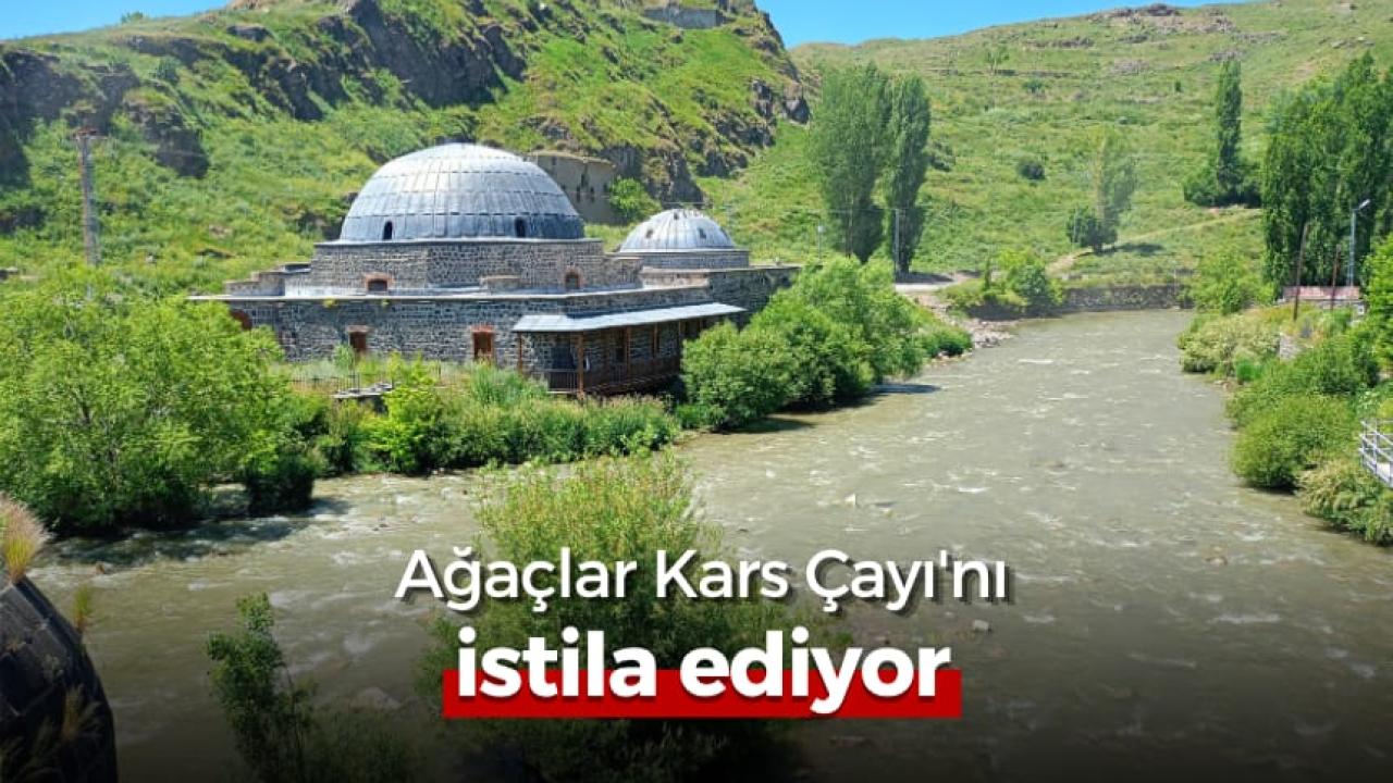 Ağaçlar Kars Çayını istila ediyor