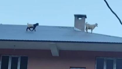 Çatıya çıkan keçiler iple kurtarıldı