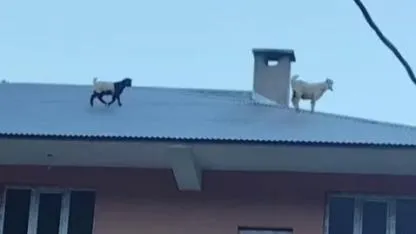 Çatıya çıkan keçiler iple kurtarıldı