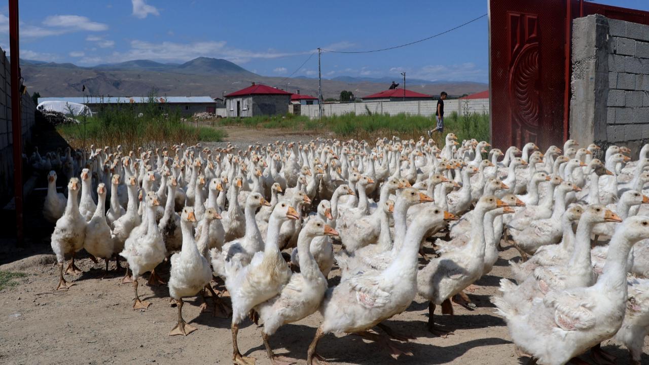 Iğdır'da kaz sevdası aile işletmesine dönüştü