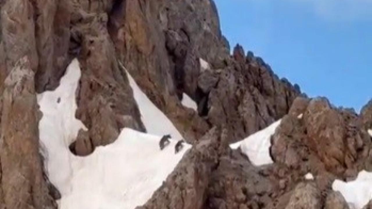 Karla kaplı zirvede iki ayı objektiflere yansıdı