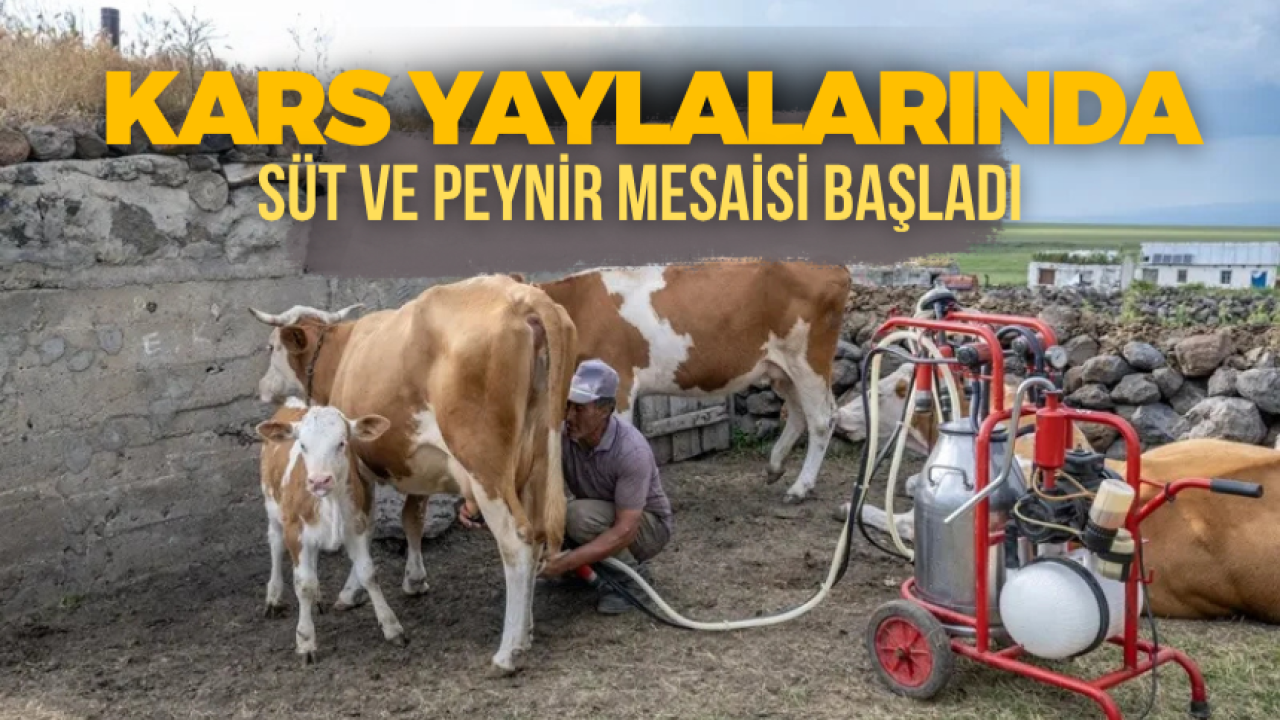 Karslı besicilerin yaz mesaisi yaylalarda geçiyor
