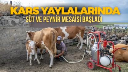 Karslı besicilerin yaz mesaisi yaylalarda geçiyor