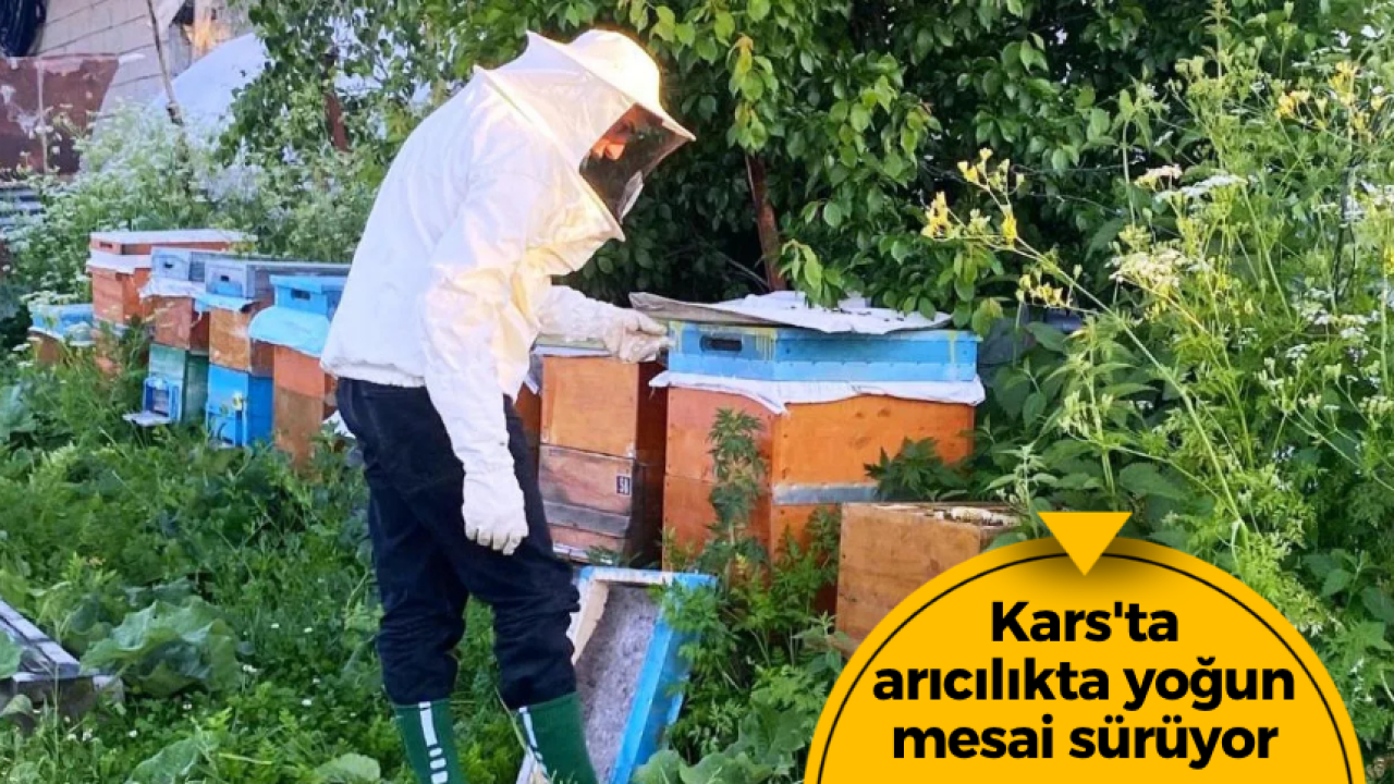 Kars'ta arıcılıkta yoğun mesai sürüyor