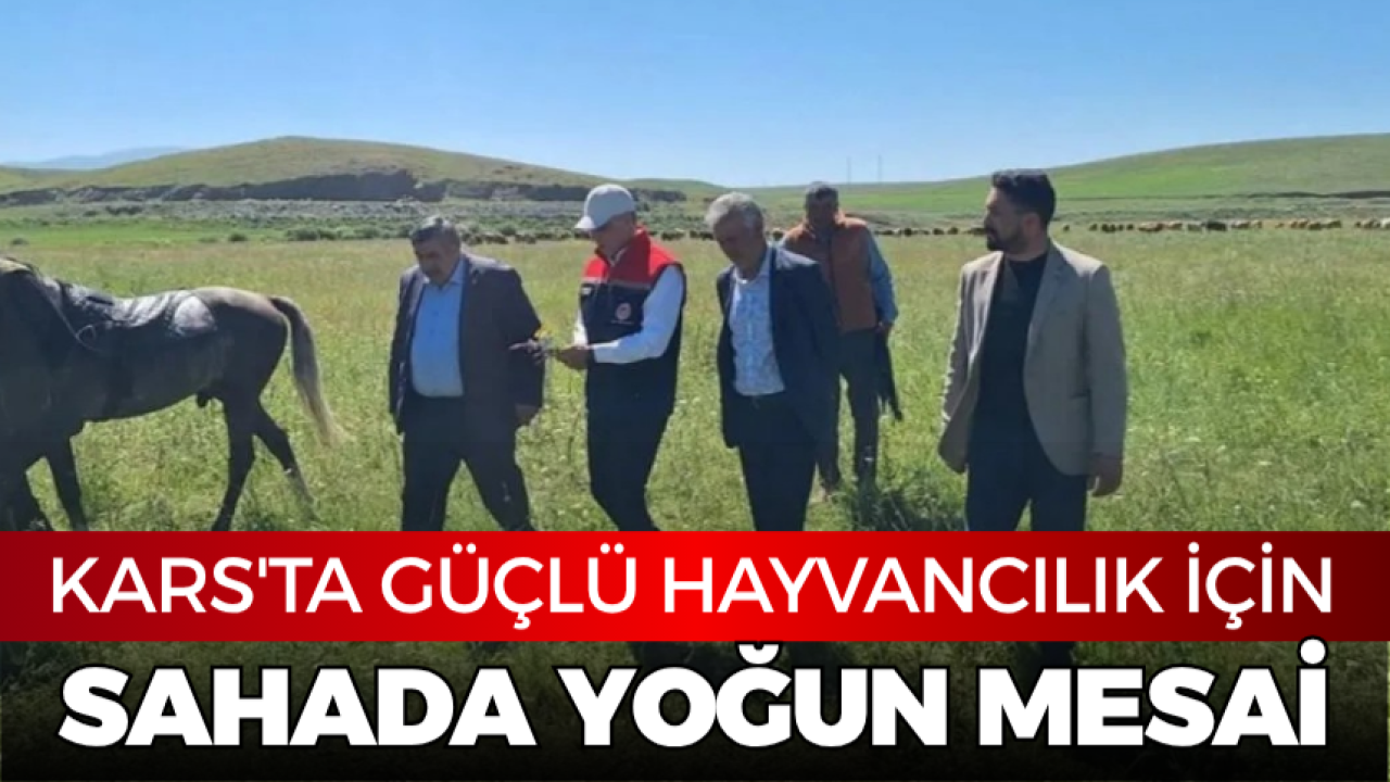 Kars'ta güçlü hayvancılık için sahada yoğun mesai