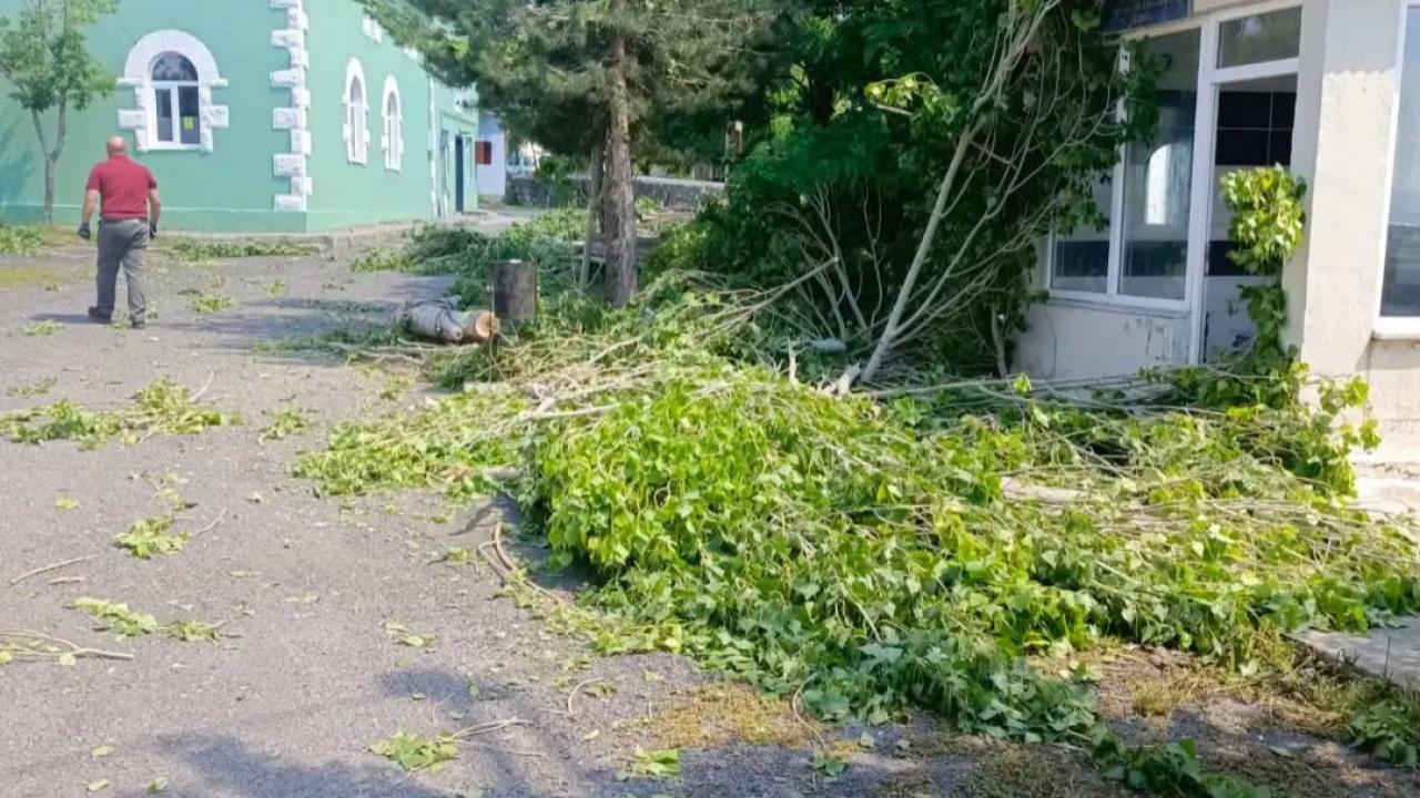 Kars'ta polen saçan kavak ağaçları kesildi