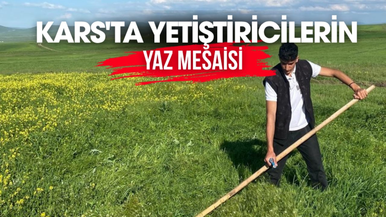 Kars'ta yetiştiricilerin yaz mesaisi