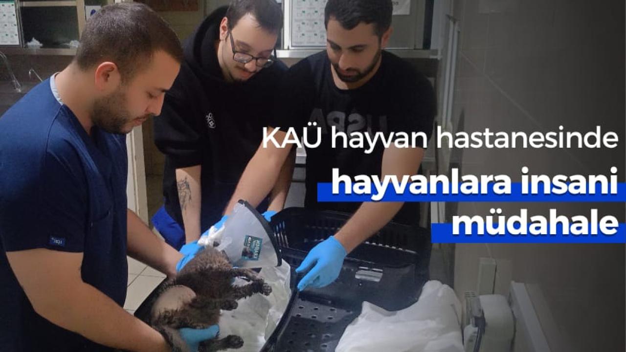 KAÜ Hayvan Hastanesinde hayvanlara insani müdahale