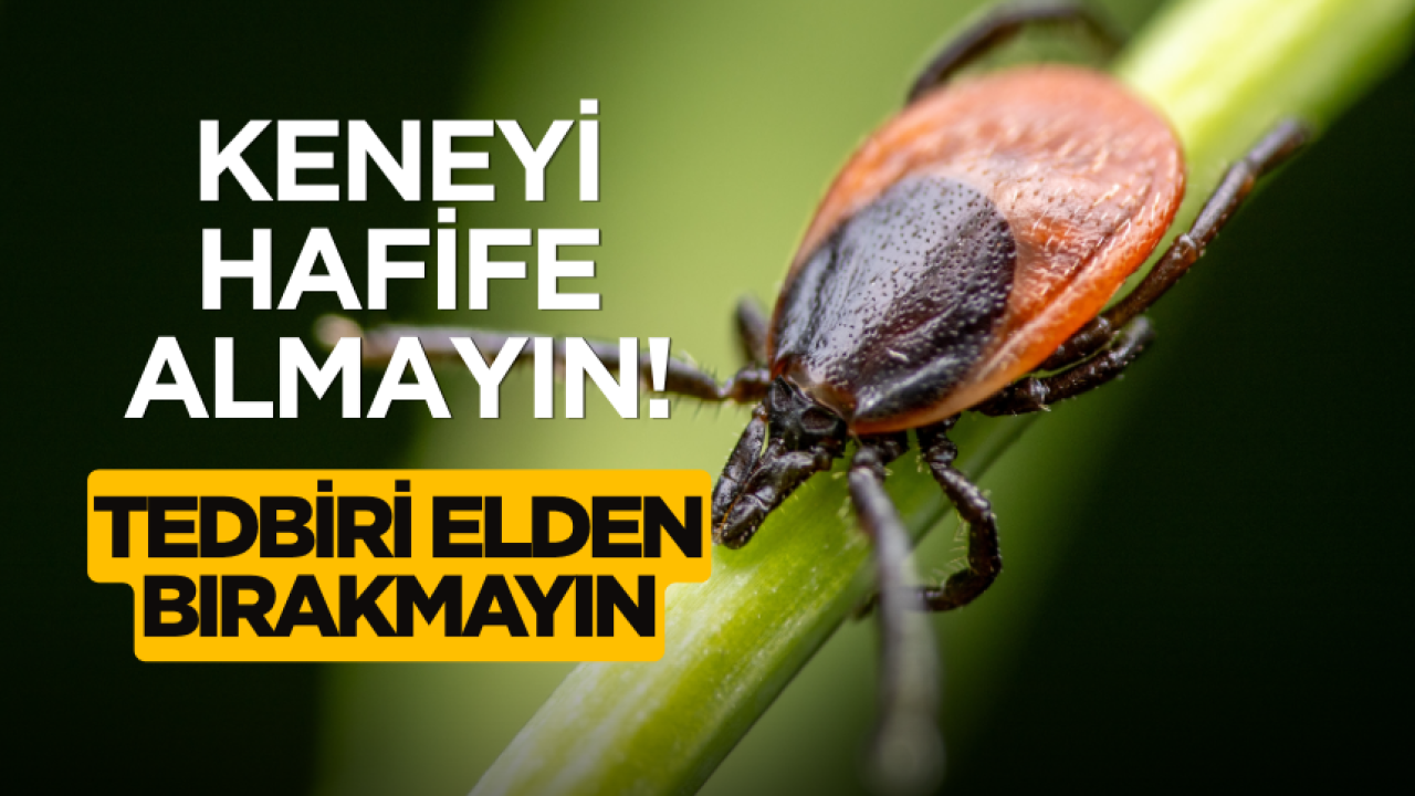 Keneyi hafife almayın tedbiri elden bırakmayın!
