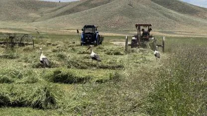 Leylekler çekirge avı için traktörlerin izinde