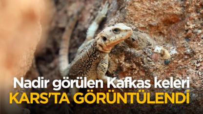 Nadir görülen Kafkas keleri Kars'ta görüntülendi