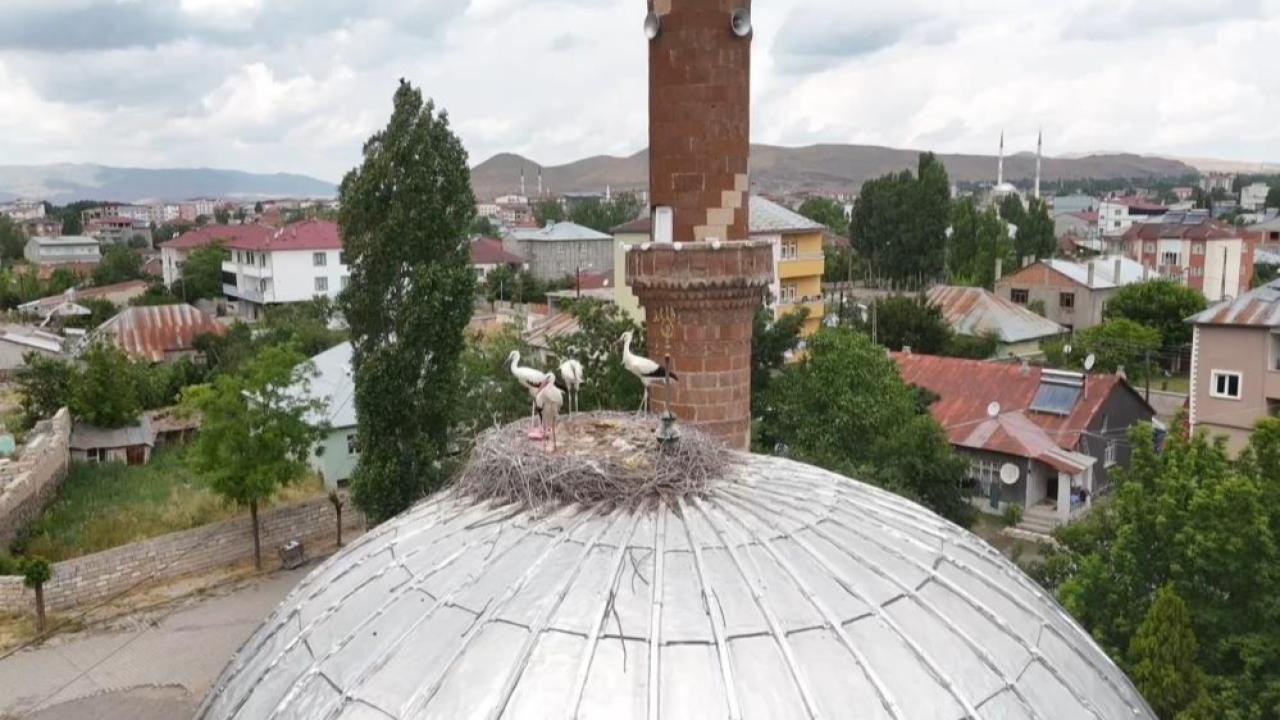Patnos’ta leylekler yuvalarına temmuzda döndü