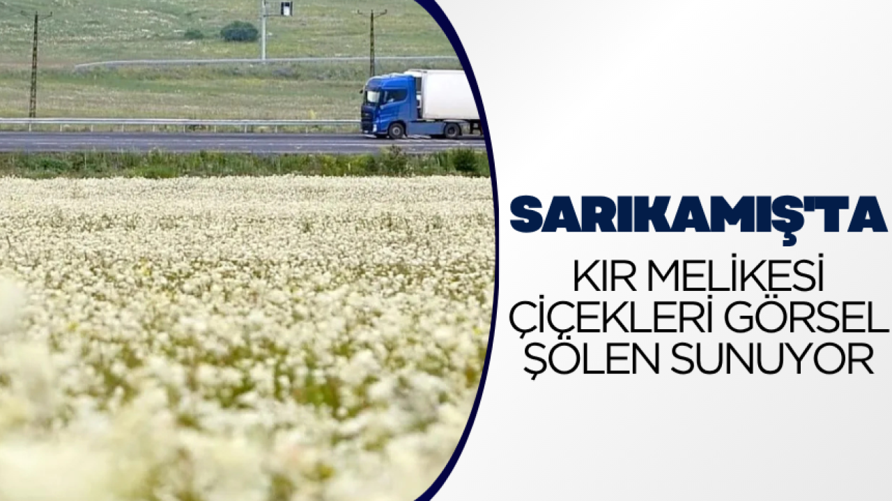 Sarıkamış'ta kır melikesi çiçekleri görsel şölen sunuyor