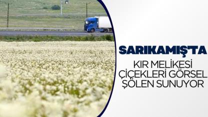 Sarıkamış'ta kır melikesi çiçekleri görsel şölen sunuyor