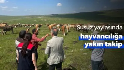 Susuz yaylasında hayvancılığa yakın takip