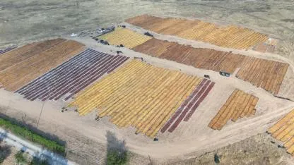Tonlarca kayısı güneşle buluştu