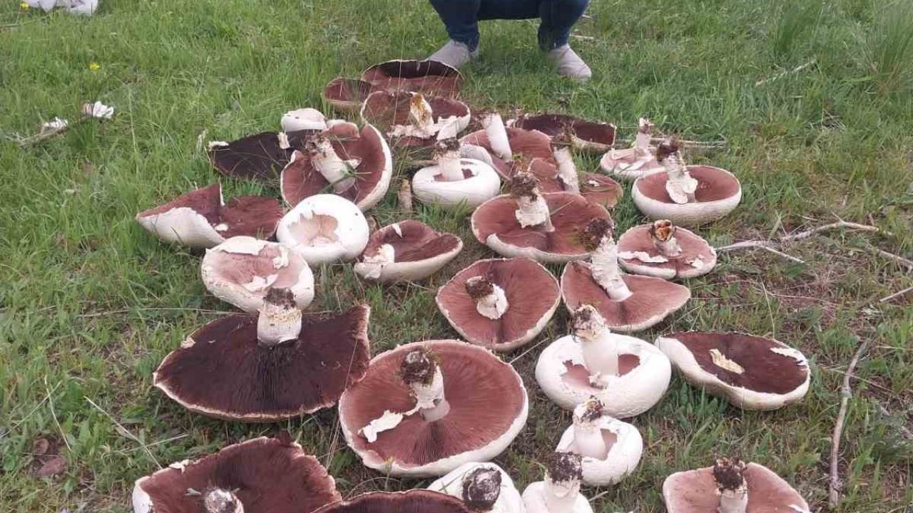 Yağmur sonrası meralar mantarla doldu