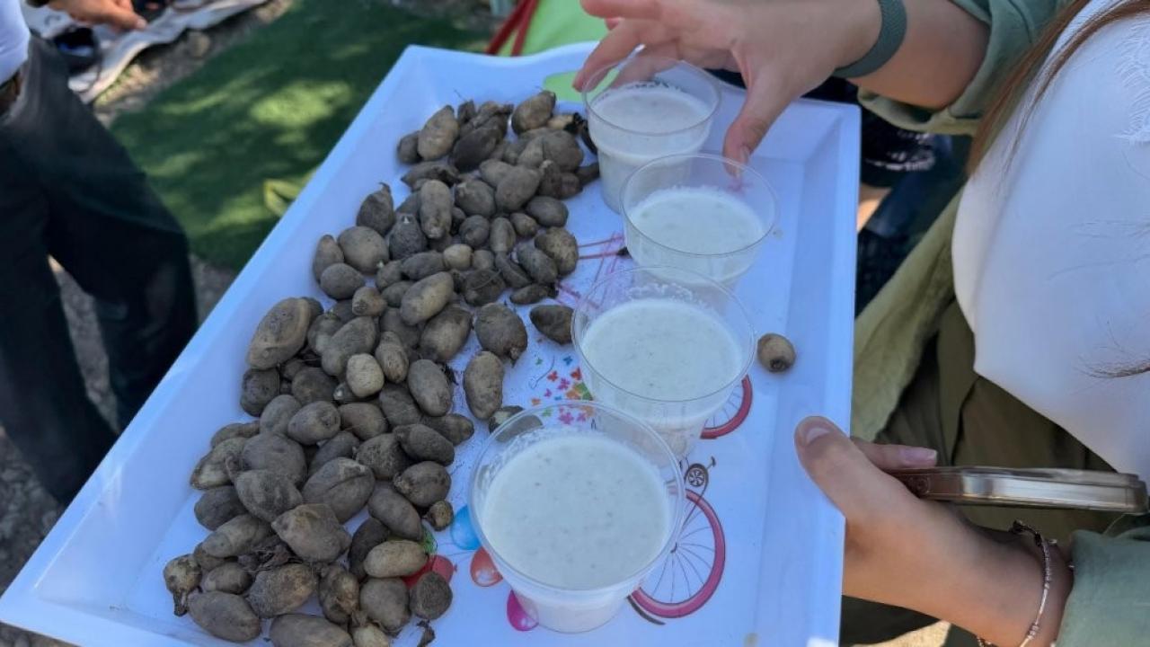 Yüksekova'da deneme salep ekimi başarıya ulaştı